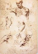 LEONARDO da Vinci The muscles of Thorax and shoulders in a lebnden person France oil painting artist